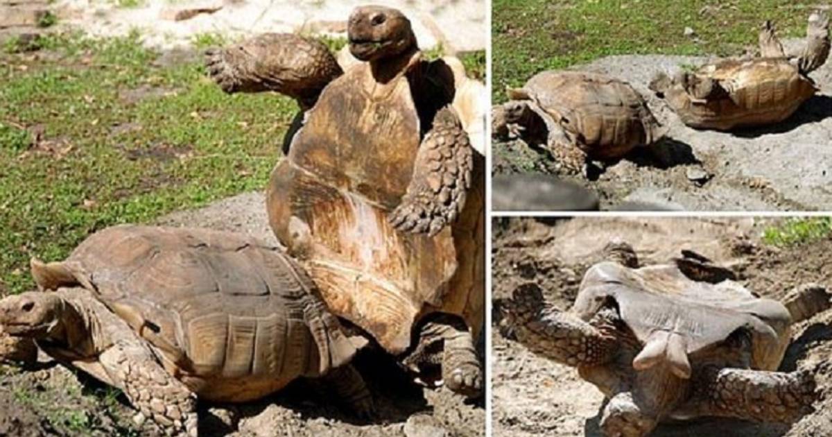 Schildpad wil paren maar valt pardoes op zijn rug | Het leukste van het ...