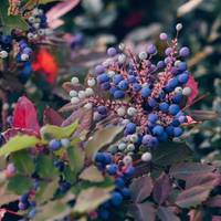 Deze 5 bessenstruiken geven je tuin kleur in herfst & winter