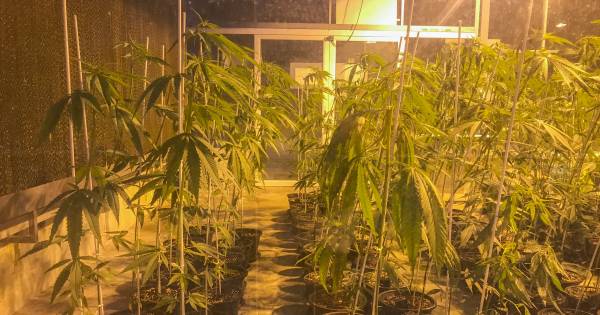 Agenten tot bloedens toe mishandeld bij inval wietplantage