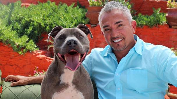 Cesar Millan: Love My Pit Bull