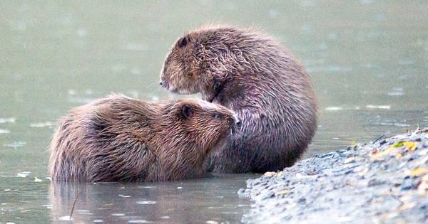 Bever graaft eigen sloot bij Deest