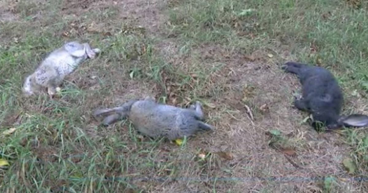 Tientallen konijnen dood aangetroffen nadat ze uit schuur werden vrijgelaten Dieren