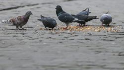 Stadsduiven aan de pil: het blijkt een succesrecept in Tongeren