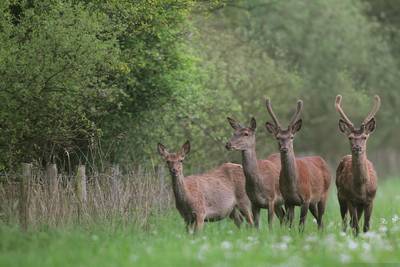 Groter leefgebied voor edelherten in Groene Woud