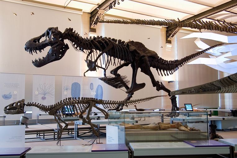 Nieuwe zalen Museum voor Natuurwetenschappen blijven gesloten Brussel Regio HLN