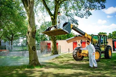 Organisatie Blubberrun in Haghorst ruimt zelf de processierupsen op, ‘Niet voor herhaling vatbaar’