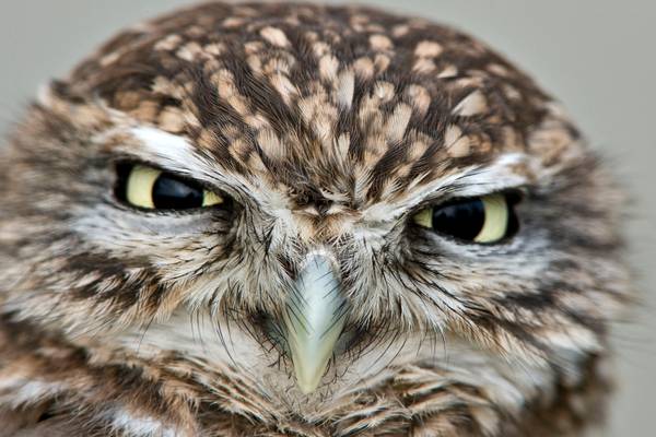 Super-Powered Owls: Natural World