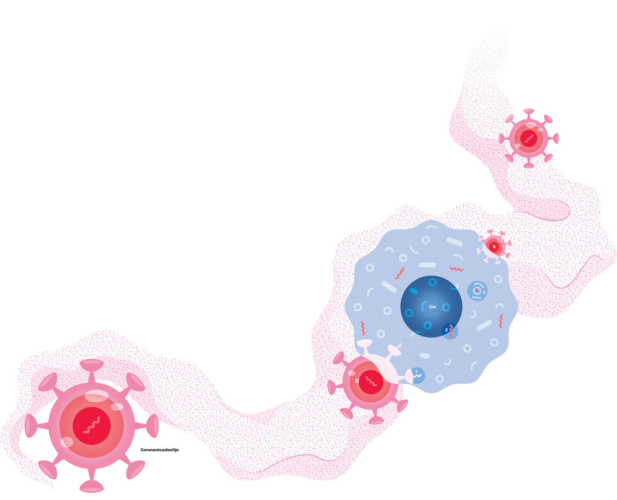 Biologieles Zo Verloopt Een Virusinfectie Het Parool