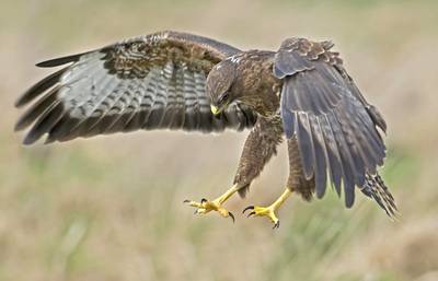 ‘Terror-buizerd’ in Saasveld? ‘De vogel doet wat hij moet doen’