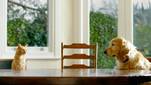 Deze cat vs. dog challenge doet je gegarandeerd lachen