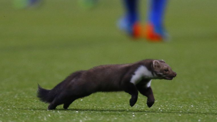 Martersoorten Nestelen Zich In Amsterdam Het Parool