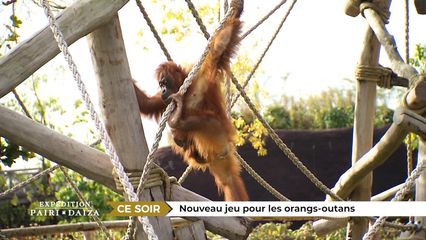 10. Nouveau jeu pour les orang-outans