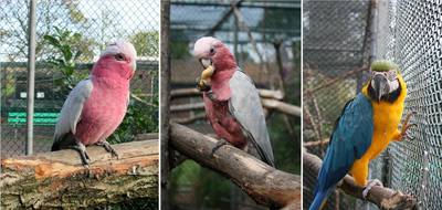 Vogeldief gaat er met dure Romeo en Julia vandoor