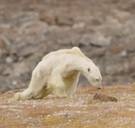 Waarom de ijsbeer als symbool voor de klimaatverandering zijn beste tijd heeft gehad