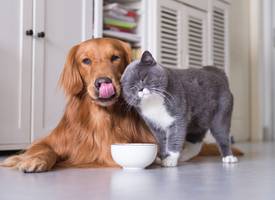 Is het erg als honden kattenvoer eten (en andersom)?
