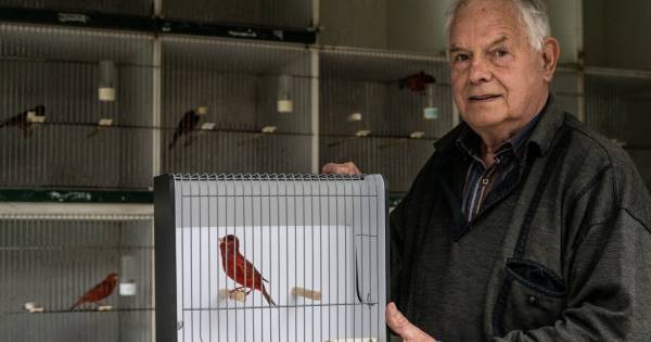 Henk uit Groesbeek en zijn kanarie zijn Europees kampioen