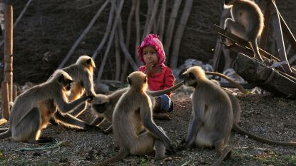 Net als Mowgli: peuter (2) leeft elke dag tussen de apen