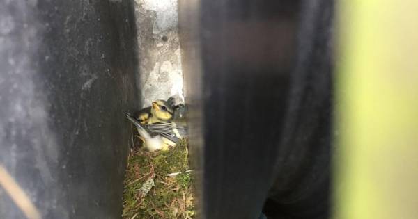 Koolmezen nestelen in kastje trekpont Schuddebeurs