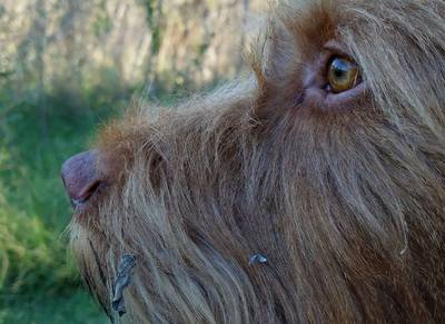 Angus (3) ziet gouverneurschap aan zijn hondenneus voorbij gaan