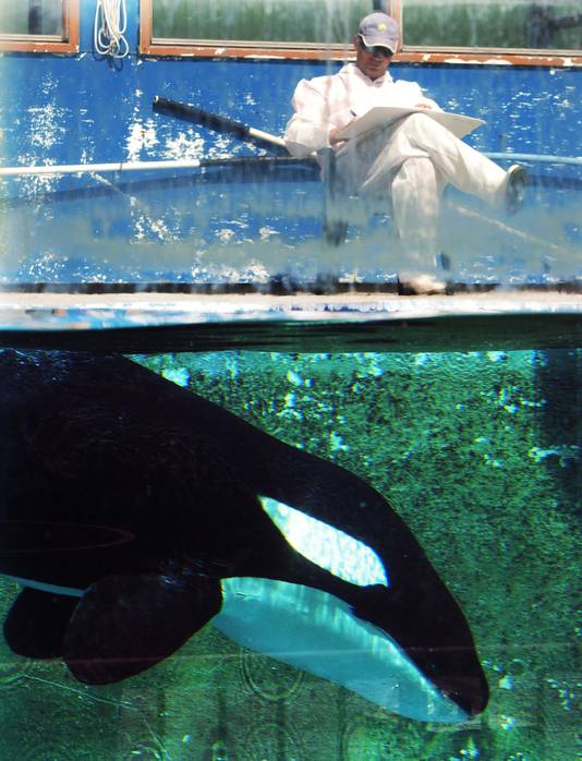 Seaworld Est Une Maison De L Horreur Un Ex Entraineur Raconte Ecologie 7sur7 Be