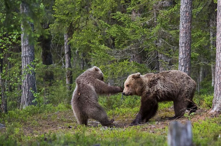 Comedy Wildlife Photography Awards.