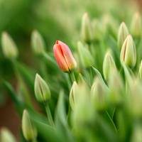 Met dit trucje openen gesloten bloemknoppen in een mum van tijd