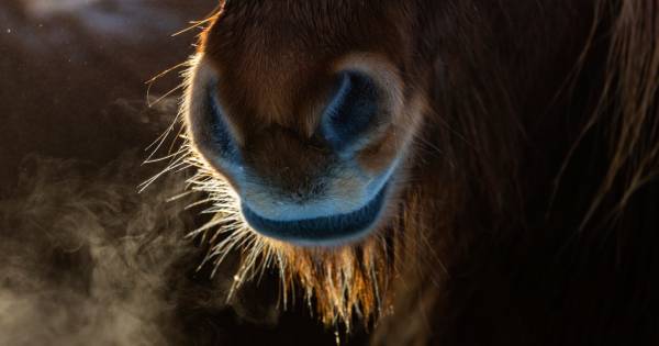 Taakstraf voor vrouw uit Den Ham (70) die 8 pony's verwaarloosde.