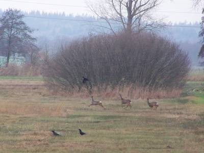 Aanleg Binnenveldse Hooilanden start met verleggen sloten