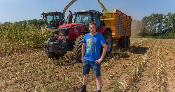 Boer Severt uit Beltrum neemt z'n verlies: mais al ingekuild - Tubantia