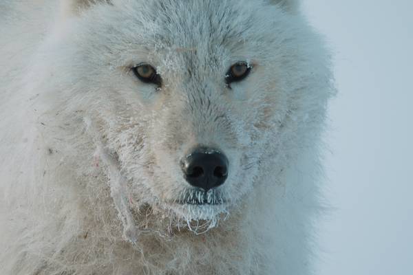Dogs in the Wild: Meet the Family