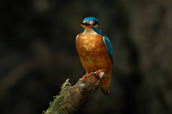 Onze natuur