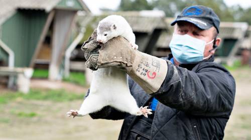 Nertsen geven 'eigen' coronavirus door op mens: “Ook risico in Vlaamse kwekerijen”