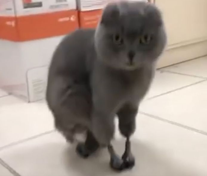 Grace A Des Protheses Sorties D Une Imprimante 3d Ce Chat Peut A Nouveau Marcher Insolite 7sur7 Be