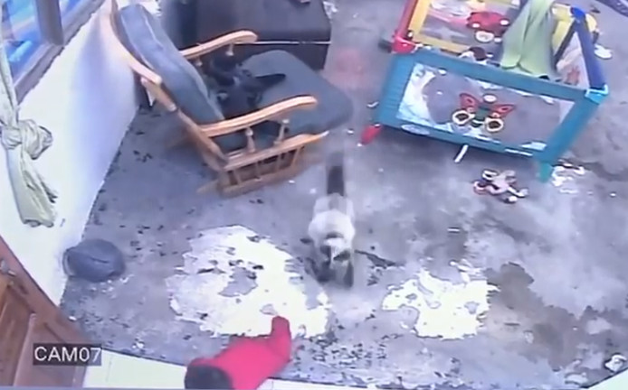 Un Chat Sauve In Extremis Un Bébé Dune Chute Dans L