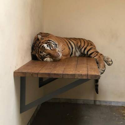 Stichting AAP redt verwaarloosde tijgers na barre tocht zonder eten in ijzeren kooien