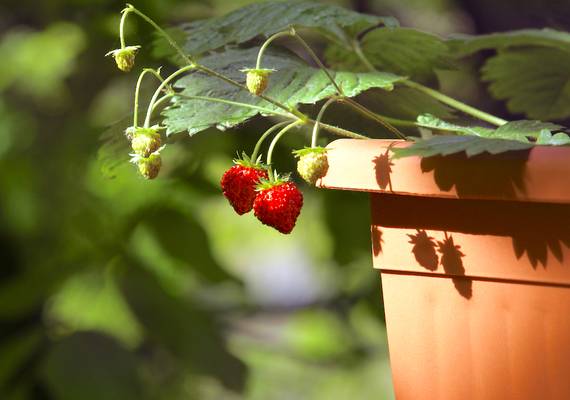 Zo maak je zelf een vogelverschrikker voor je planten
