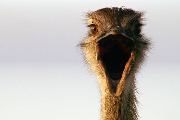 Attenborough's Big Birds: Natural World