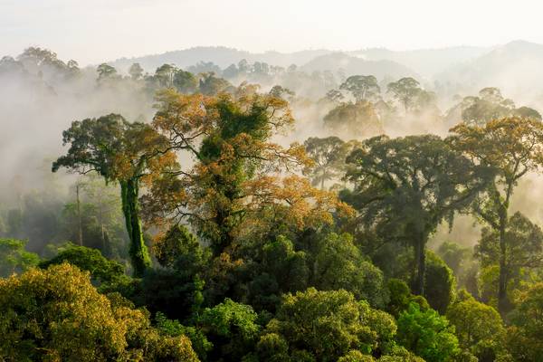 The Green Planet