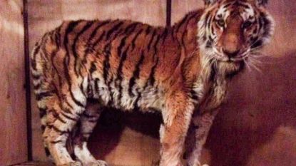 Siberische tijgerin die tegen al haar instincten in hulp zocht bij de mens, overleden