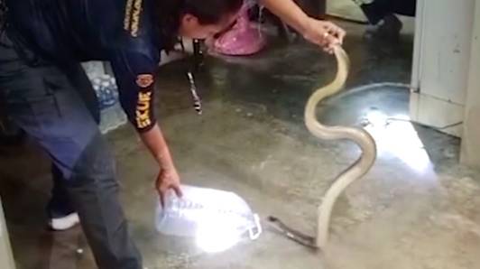 Dappere vrouw vangt levensgevaarlijke cobra van 1,5 meter met haar blote handen