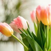 Met deze tips geniet je extra lang van je bos tulpen