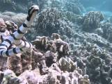 Un plongeur se retrouve face à l'un des serpents marins les plus venimeux du monde