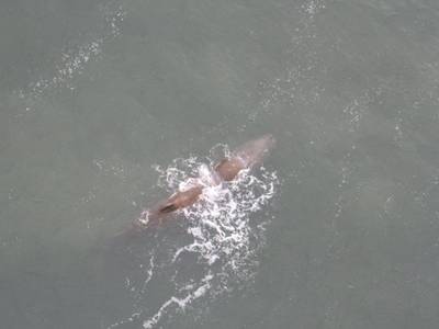 Scheepsverkeer moet omvaren voor verzwakte potvis bij Den Helder