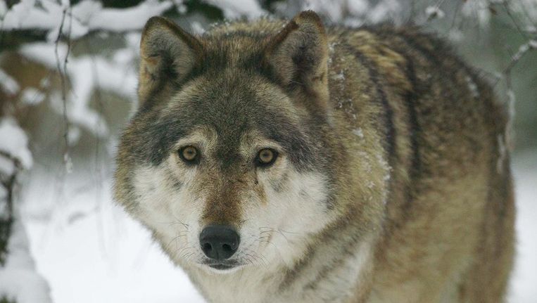 Wie is er bang voor de boze wolf? | Trouw