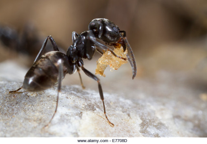 Het draaigatje (Tapinoma nigerrimum).