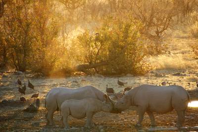Sterre in de race voor WNF-award met bijzondere neushoornfoto