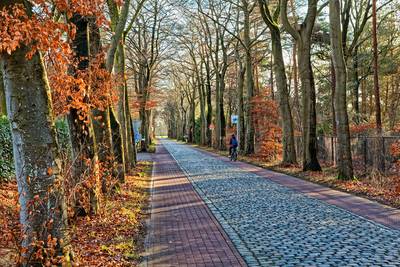 104 bomen plat aan de Veenstraat in Molenschot