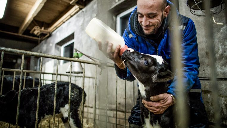 Tussen de koeien is vluchteling Joumaa gelukkig - Volkskrant