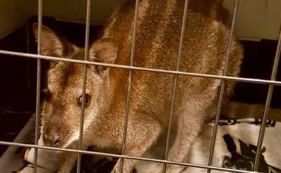 Winterswijkse wallaby gevangen in Haaksbergen