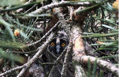 Jonge uiltjes gered uit boom in Doorn, volwassen uil dood